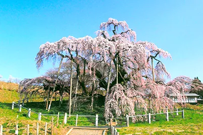 三春の滝桜