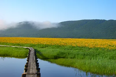 雄国沼のニッコウキスゲ