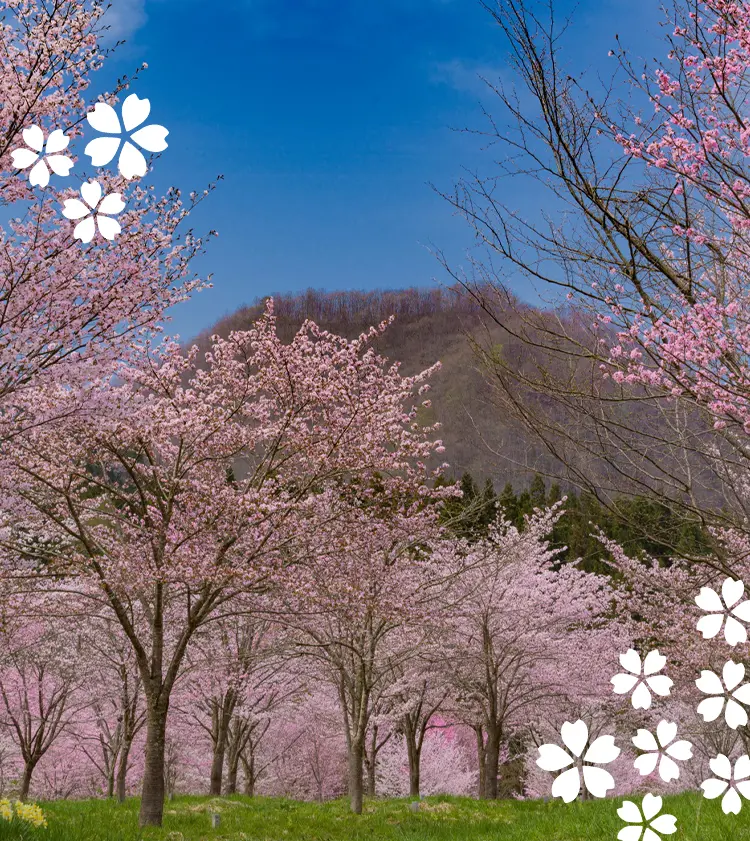 桜の名所を巡る旅