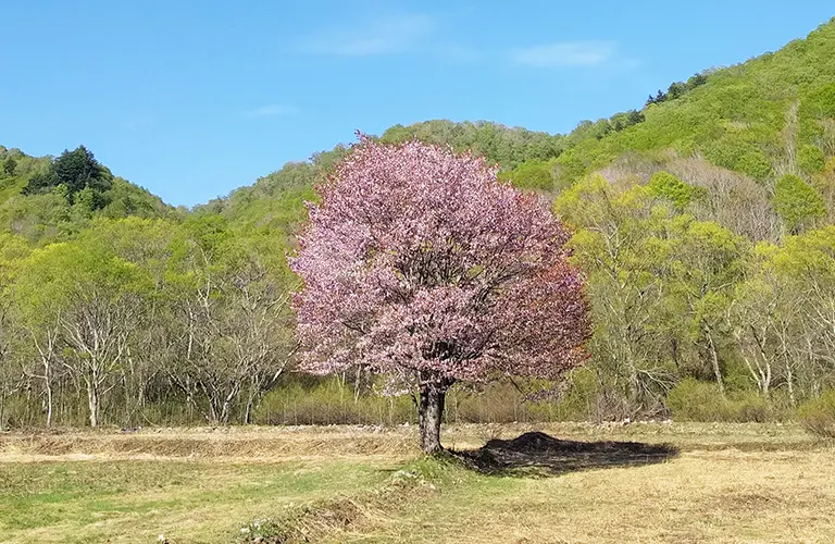 桧原の一本桜