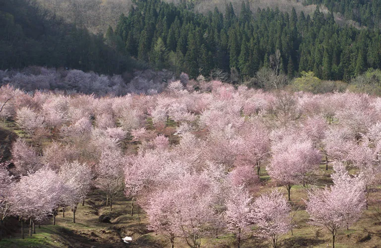 桜峠