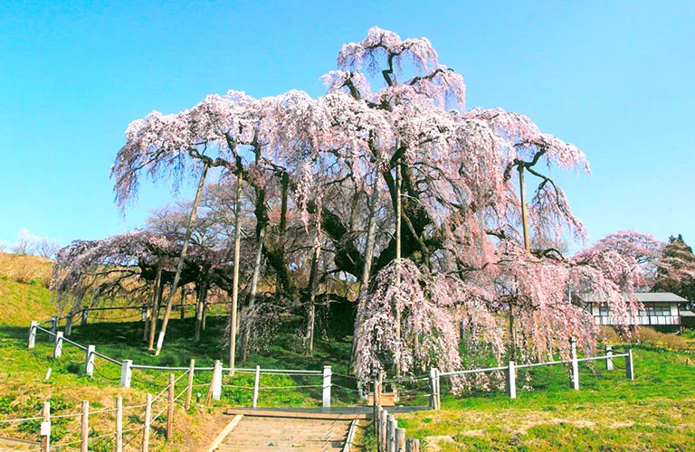 三春滝桜