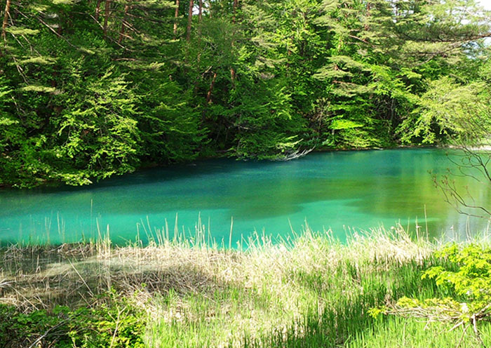 夏のアクティビティ例／五色沼早朝散歩。木漏れ日を感じる高原散策。