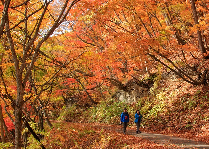 紅葉散策　中津川渓谷遊歩道