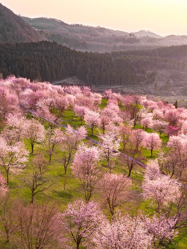 桜峠