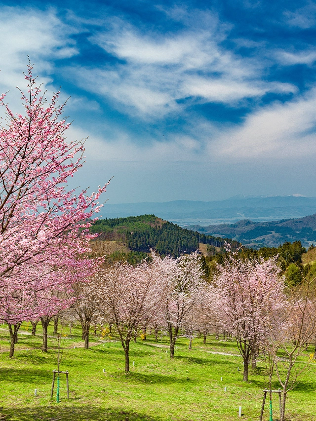 桜峠